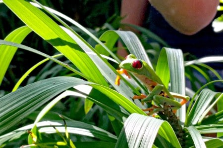 Animali Caraibi